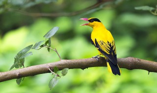 黄鹂是保护动物吗 黄鹂属于动物吗