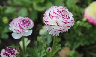 花毛茛的种植方法新手种植（花毛茛怎么种植）