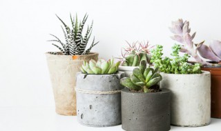 多肉怎么栽（网上新买的多肉怎么栽）