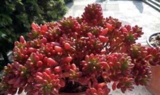 多肉虹之玉怎么修剪 虹之玉多肉植物怎么养护