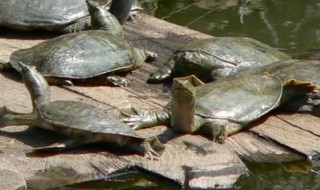 甲鱼怎么养在家里 甲鱼怎么养在家里的方法