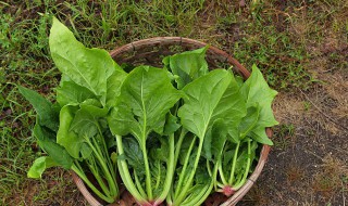 全麦凉拌菠菜的正宗做法 东北凉拌菠菜做法