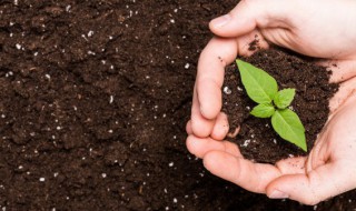 种子催芽什么时间最好(种子催芽几天能发芽)