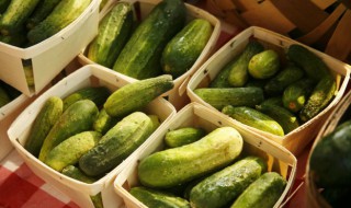 黄瓜种子催芽方法 黄瓜种子催芽方法时间