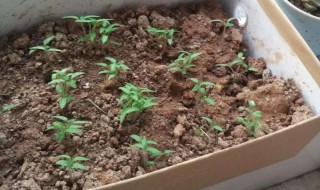 秋葵种子催芽要用水泡吗 秋葵种子如何发芽