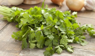 香菜根种子怎么催芽 香菜种子怎样催芽