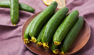 黄瓜蔬菜种子催芽方法 黄瓜种子发芽方法