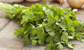 香菜种子的种子催芽要泡水吗 香菜种子用开水泡二分钟催芽好吗