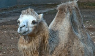 骆驼是保护动物吗（骆驼是保护动物吗?）