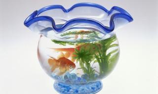 家用鱼缸什么材质的好 鱼缸哪种材质的好