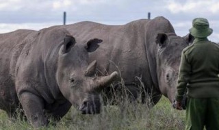 犀牛是国家保护动物吗(白犀牛是国家保护动物吗)