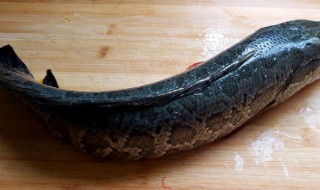 黑鱼怎么做好吃又嫩不硬 黑鱼怎么做肉嫩