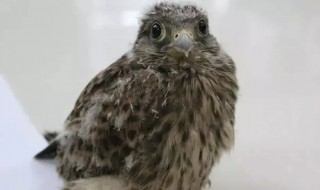 老鹰是国家保护动物吗（老鹰是国家级保护动物吗）