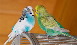 虎皮鹦鹉是保护动物吗 虎皮鹦鹉是宠物吗
