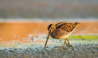 针尾沙锥是保护动物吗 针尾沙锥鸟