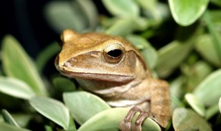 树蛙是保护动物吗 中国树蛙是保护动物吗