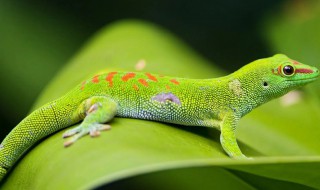 蜥蜴是国家保护动物吗（雷公马蜥蜴是国家保护动物吗）