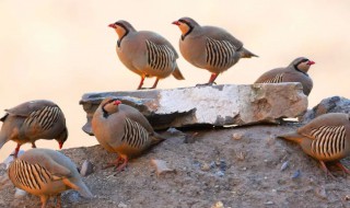 呱啦鸡是保护动物吗 呱鸡是什么动物