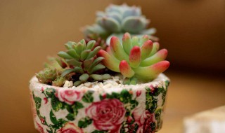 多肉怎么嫁接（多肉怎么嫁接图解）