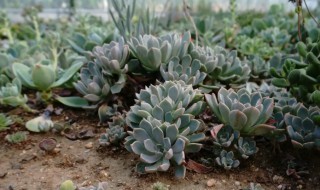 多肉小白虫子怎么办 多肉上的小白虫怎么办