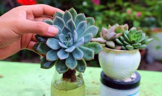 赤鬼城多肉怎么养（赤鬼城多肉家里能种吗）