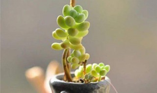 多肉叶片变软怎么办 多肉植物叶片变软怎么办