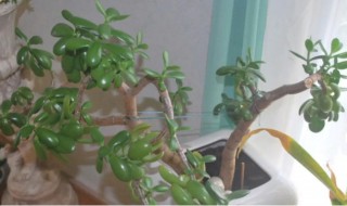 多肉玉树怎么养 多肉玉树怎么养殖方法