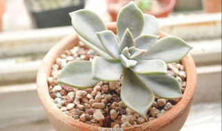 多肉怎么移植枝条（多肉植物怎么移栽）