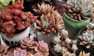 多肉怎么才能变色（多肉怎么加快变色）