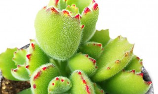 多肉小紫药怎么用(多肉用的小紫药是什么)