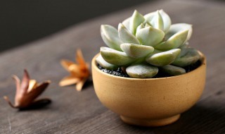 多肉长毛了是怎么回事(多肉上面长毛是怎么回事)