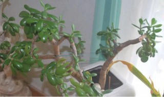 多肉越长越高怎么办（多肉越长越多怎么办）