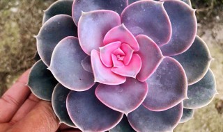 红心莲多肉怎么养 多肉红心莲适合家里养吗