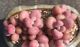 桃蛋多肉怎么养（桃蛋多肉怎么养才会饱满）