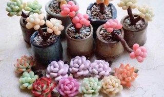 多肉长白色虫子怎么处理（多肉长白色虫子怎么治）