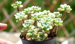 多肉叶片化水怎么补救 多肉植物叶片化水了怎么办