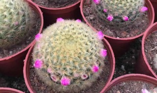 多肉仙人掌怎么养(多肉仙人掌怎么养才养得又大又肥)