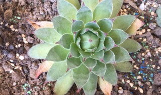 吸财树多肉怎么养（吸财树多肉怎么养好看）