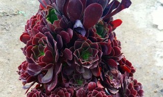 紫羊绒多肉怎么养 紫羊绒多肉图片