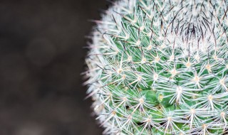 如何养好仙人球（仙人球怎样养才算养的好）