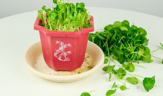 如何养好铜钱草(铜钱草怎么养的好)