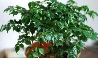 如何养好幸福树 怎么才能养好幸福树