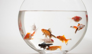 如何养好罗汉鱼（如何养好罗汉鱼苗）