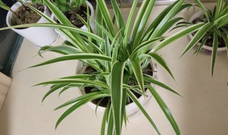 如何养好盆栽吊兰(怎么样养好吊兰)