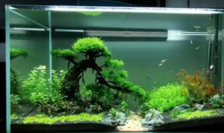 如何养好草缸 怎么养好草缸