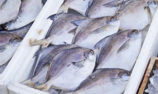 如何养好蝙蝠鲳鱼 蝙蝠鲳和什么鱼混养