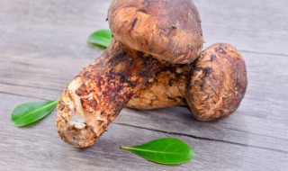 松茸能放几天 新鲜松茸可以存放几天