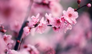 梅花一般几月份开花（梅花几月份开花一年开几次）