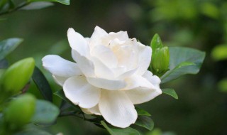 栀子花的花期在几月份 栀子花怎么养才能更旺盛开花