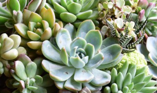 如何养好玉蝶锦（怎样养好玉蝶锦）